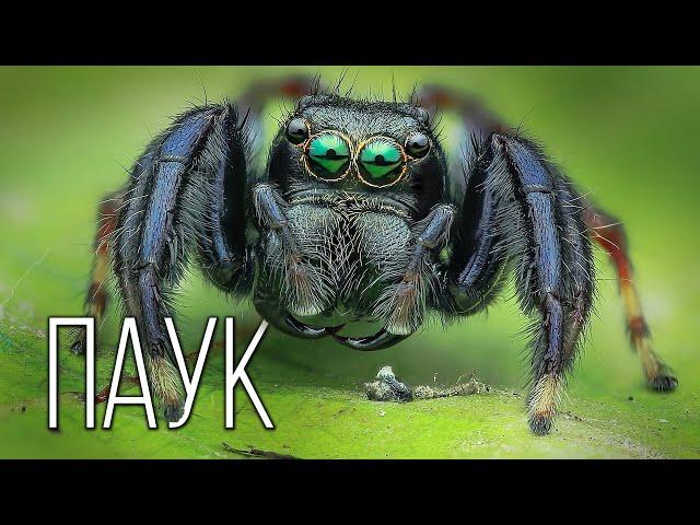 Spiders: Natural Engineers | Interesting facts about spiders