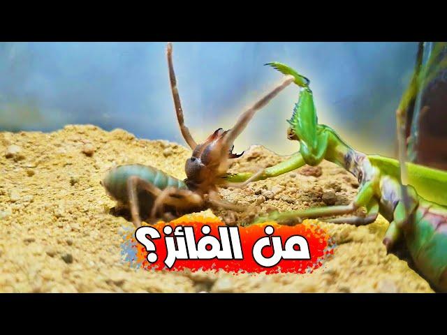 فرس النبي (السرعوف) ضد عنكبوت الجمل ..تتوقع من سيفوز؟!