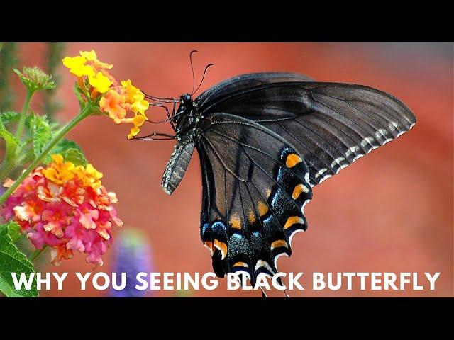 Why You Seeing Black Butterfly ||  Black Butterfly Meaning