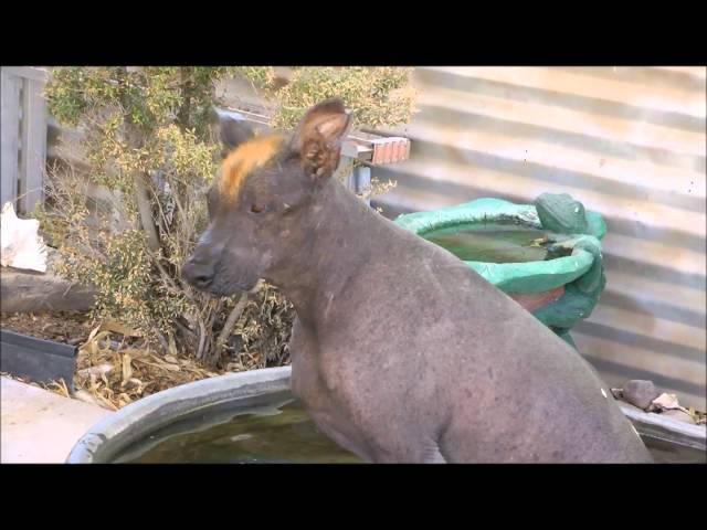 Xoloitzcuintli (Mexican hairless dogs) Xolos are great pets!