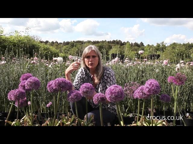 How to grow Alliums | Crocus.co.uk