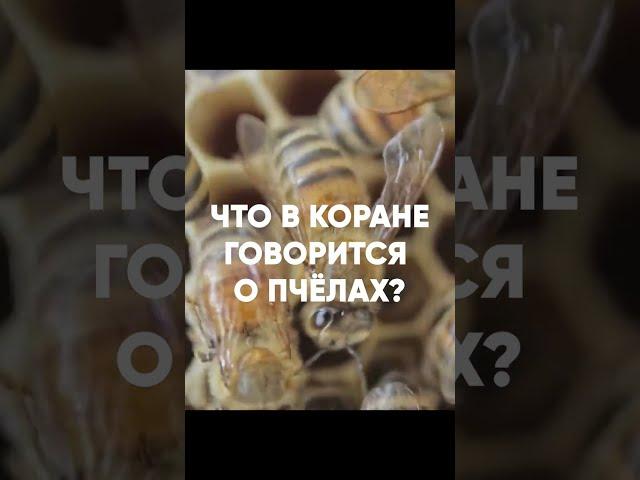 В Коране о пчёлах