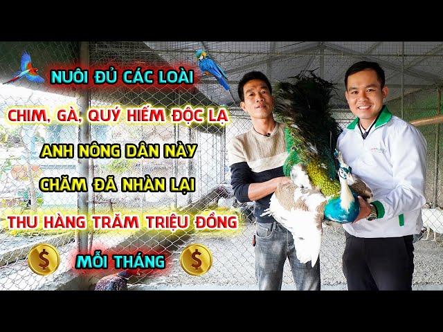 Nuôi chim, gà cảnh quý hiếm || Mô hình làm giàu độc lạ thu lợi nhuận cao