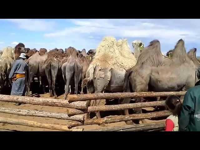 Заготовка верблюжьей шерсти в Монголии