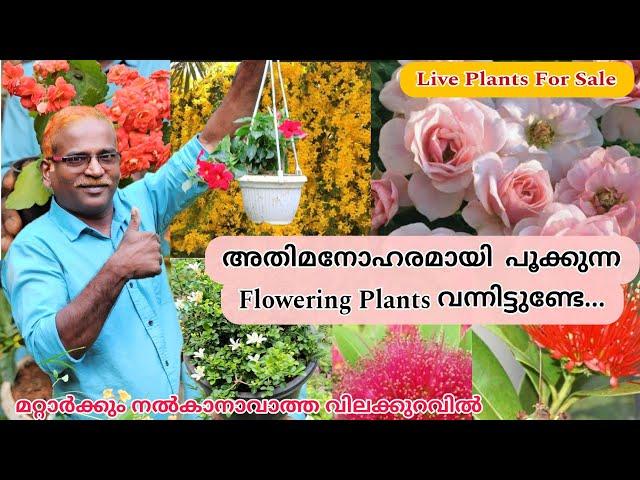 Flowering ചെടികളുടെ ചാകര ഇതാ മക്കളെ....flowering & indoor plants for sale #evergreen_media_vlog