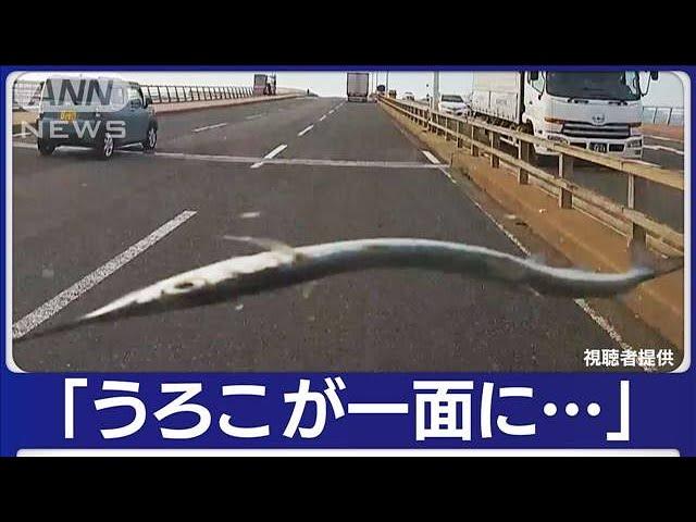 “空から魚”車を直撃　ガラスにひび…　福岡【知っておきたい！】(2023年11月15日)