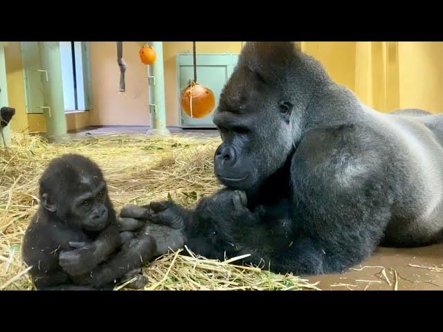 父ちゃん！僕だって遊びたい！⭐️ゴリラ gorilla【京都市動物園】"Dad! I want to play with my brother too!"