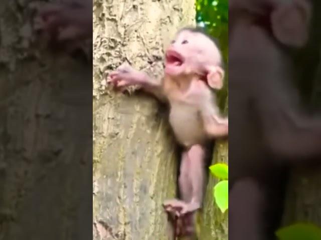 Detik Detik Anak Monyet Selamat Dari Maut #shorts #video #viral #vídeoviral #monyet #monkey