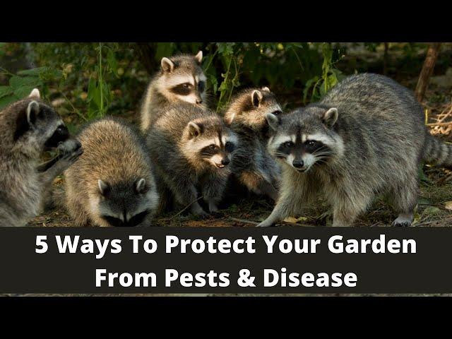 5 Ways To Protect Your Garden From Pest & Disease