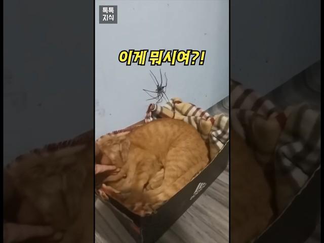 고양이 근처에서 까불면…