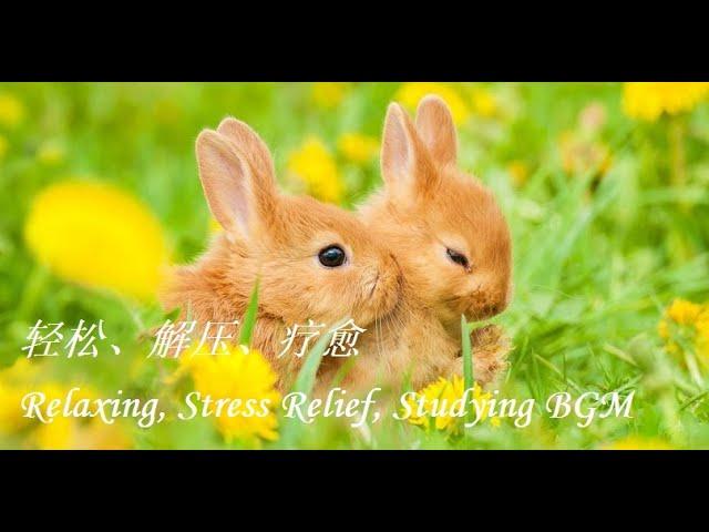 逗趣兔 -  轻松、解压、疗愈、作业用BGM | Relaxing, Stress Relief, Studying BGM