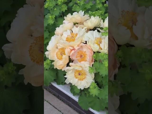 С чем сочетать пионы серии Корал.