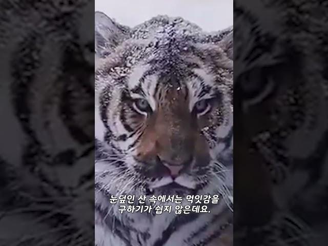호랑이가 사슴을 산 채로 잡아먹는 영상