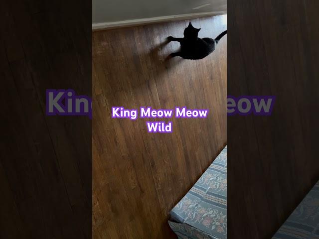 King Meow Meow tearin it up #cat #funny #pets #life