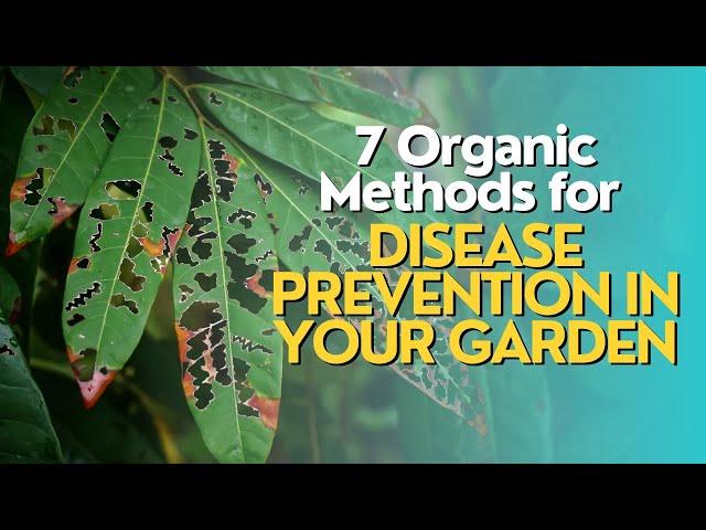 Top 7 Organic Methods for Disease Prevention in Your Garden