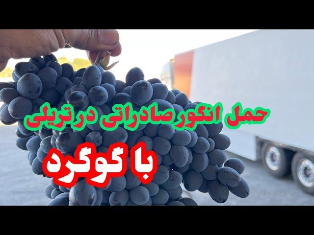 شیوه جالب صادرات میوه به مسکو :با کامیون و روشهای آن