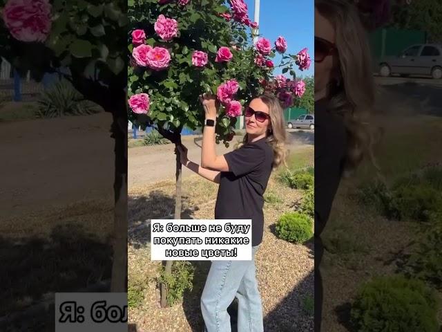 Не могу без цветов #цветы #цветыдлядома #сад #flowers #садоводничество #фиалки