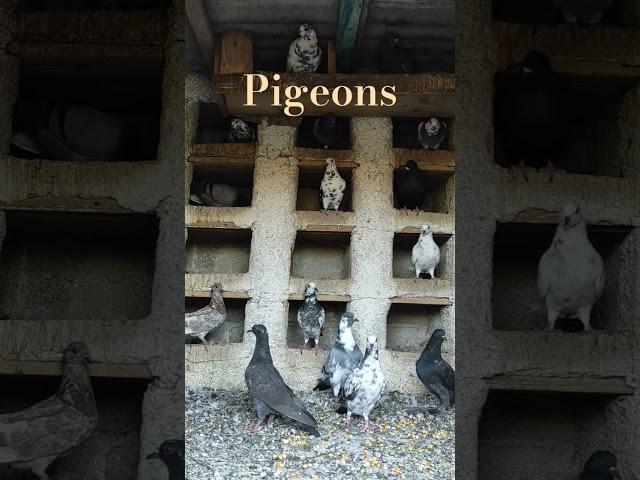 Pigeons ️ The pigeon is the symbol of peace.#greece #pegeon #feed #shorts #short