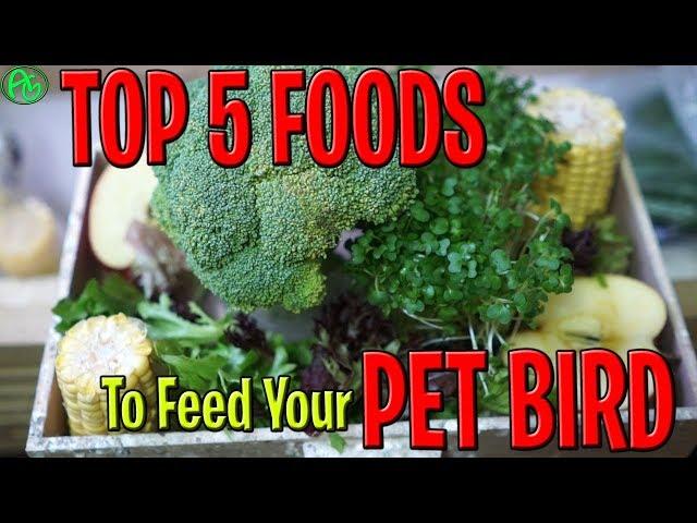 TOP 5 FOODS TO FEED YOUR PET BIRD ! PET BIRDS DIET ! WHAT TO FEED BIRDS