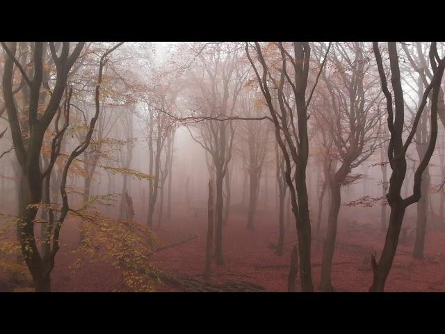 AUTUMN | 4K DJI Mavic Air footage