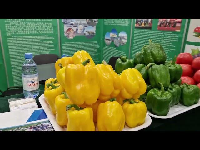 Выставка китайских товаров Куда пойти в Астане? #выставка #expo #китай #china #блогерыастаны #обзор