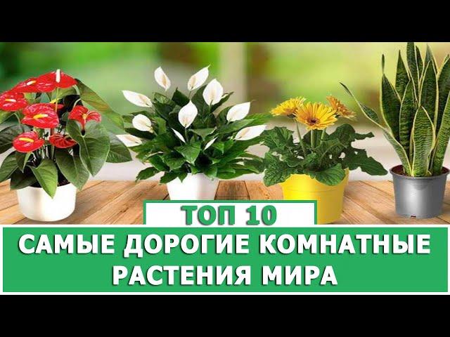 ТОП 10 САМЫЕ ДОРОГИЕ КОМНАТНЫЕ РАСТЕНИЯ МИРА