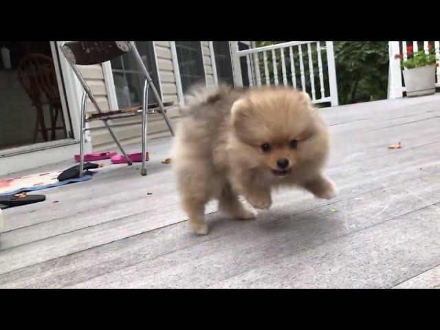 Cute pomeranian puppy barking funny and adorable