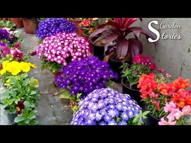 Best 30+ Winter Flowering Plants || Winter Garden Overview 2020