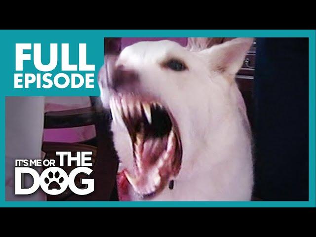 Monster German Shepherd: Ben | Full Episode | It's Me or the Dog