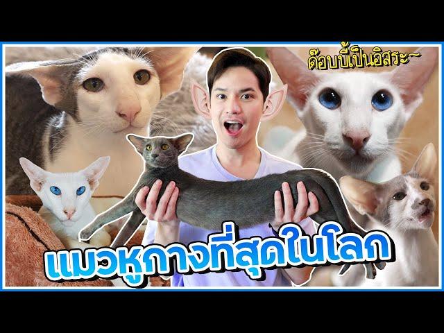 แมวด๊อบบี้ แมวที่หูกางที่สุดในโลก Oriental Shorthair | ติดเต๋า