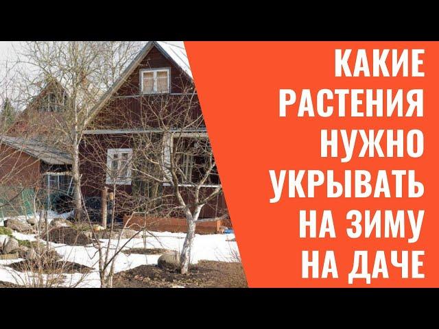 Какие растения нужно укрывать на зиму на даче