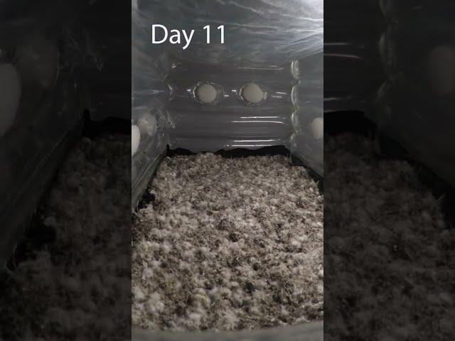 This time-lapse was taken over 16 day from colonization to fruiting with a GoPro. 