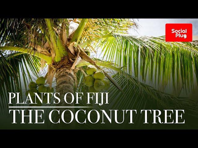 PLANTS OF FIJI – THE COCONUT TREE