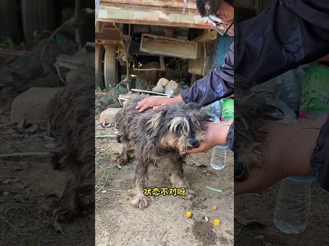 最心酸的忠誠！流浪漢去世後，忠犬每天守著撿來的瓶子不肯離去