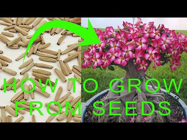 How to grow Desert Rose from seeds - Desert Rose (Adenium) Germination - Desert Rose Propagation