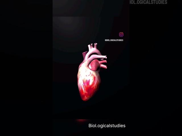 heart lub dub sound   @https://youtube.com/shorts/OK_65-tmNQk?si=ujU7Z2InR46Wd23V