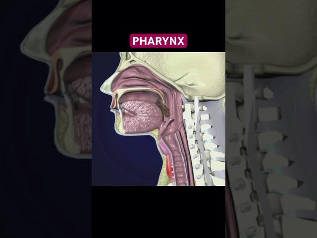 The PHARYNX #digestivesystem