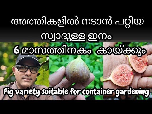 Israel Fig Layer Plants Trends Wheel #figplantonline #exoticfruitplants #fruitplants