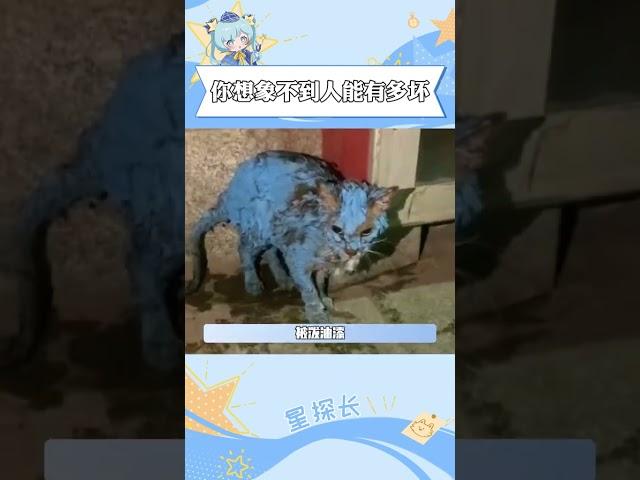 所以我們根本想象不到人究竟能有多壞#悟空#虐貓#保護動物#娛樂評論大賞