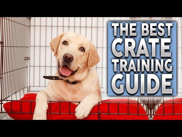 The ULTIMATE Crate Training Guide For Your New Dog or Puppy!