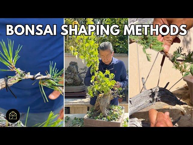 Which Bonsai Method for Shaping?! Wiring vs. Clip & Grow vs. Anchoring