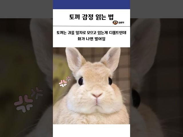 토끼 감정 읽는 법 #동물 #토끼 #귀여운