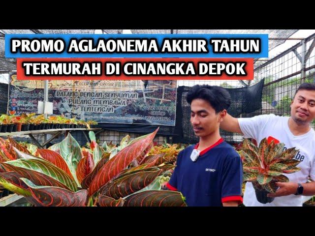 Promo aglaonema akhir tahun, Termurah di Cinangka Depok !!!