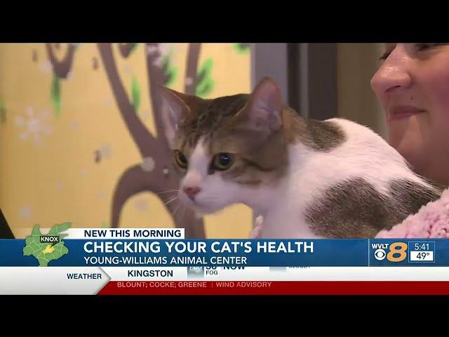 Ways to keep up on your cat’s physical, mental health