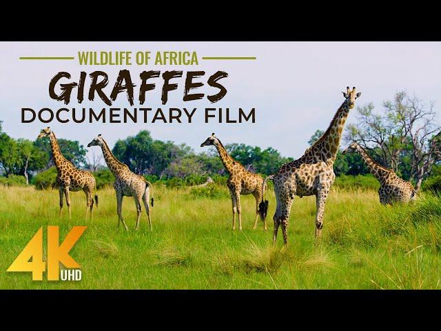 Graceful Giants - GIRAFFES Documentary Film in 4K UHD - Incredible Wildlife of Africa