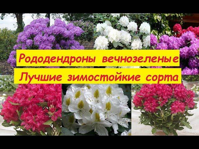 Рододендроны вечнозеленые. Лучшие зимостойкие сорта