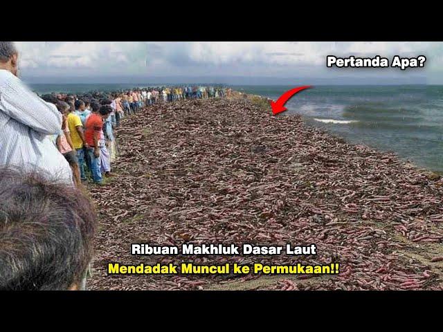 Warga Resah! Ribuan Makhluk Aneh Mendadak Muncul Dari Dalam Laut! Pertanda Apa?