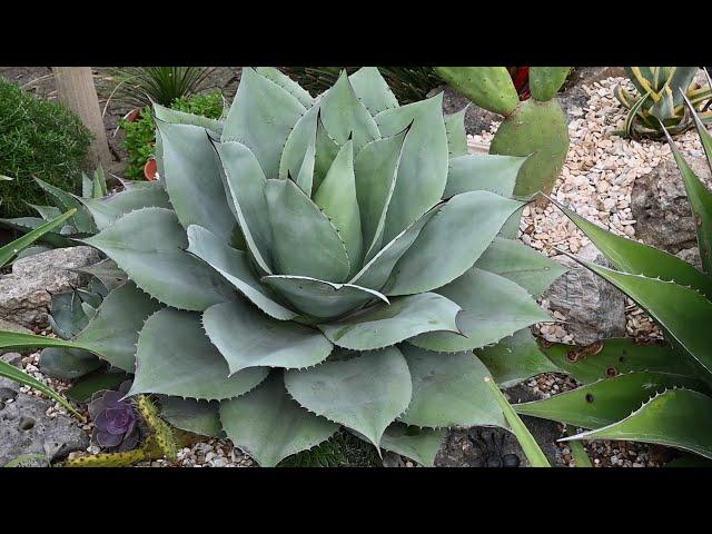 Barnsley Mediterranean Garden tour and plant names