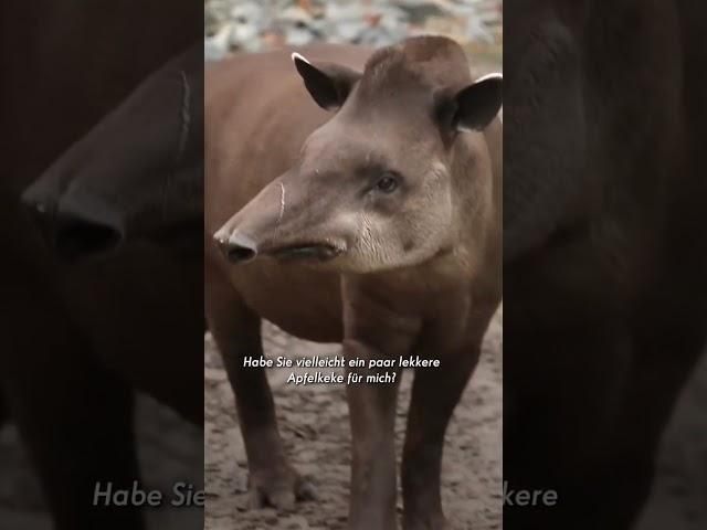 Joko synchronisiert Tiere auf Holländisch 