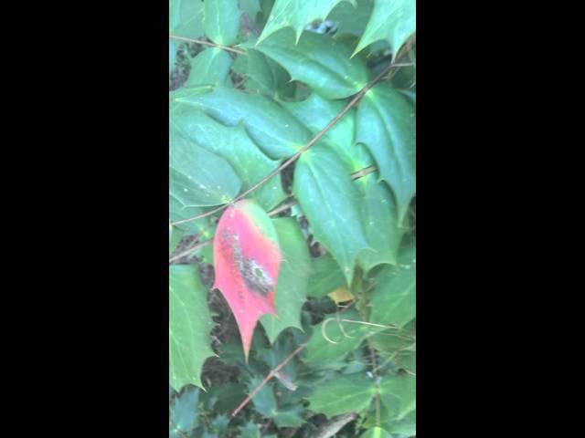 Ecological Interactions - Commensalism